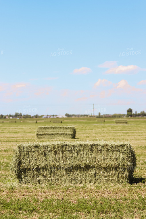 Square Bales in Field 83038