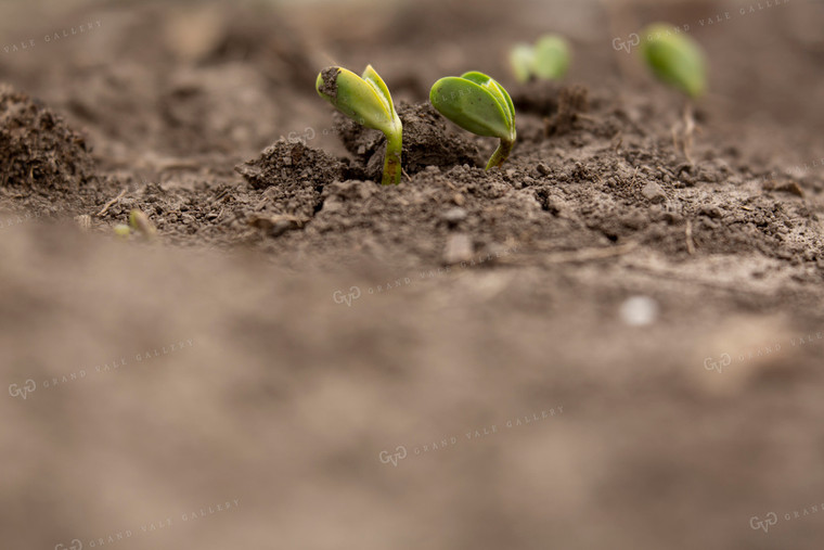 Soybeans - Early Growth 1378