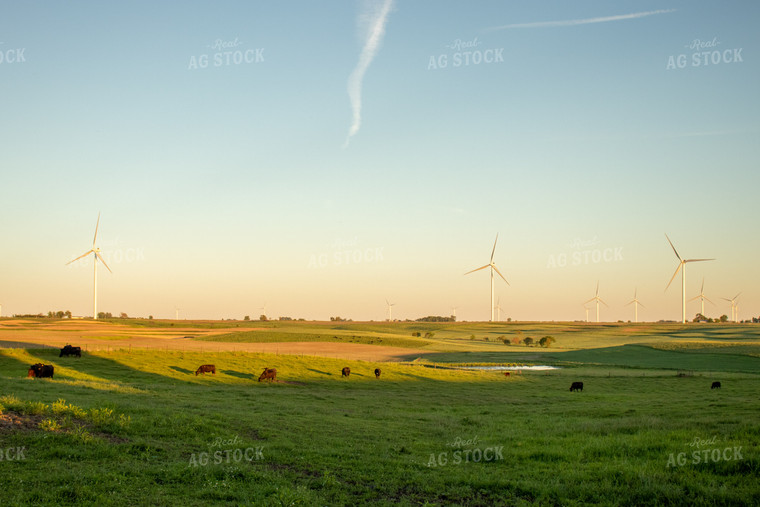 Angus Cattle Grazing in Pasture with Windmills 67109