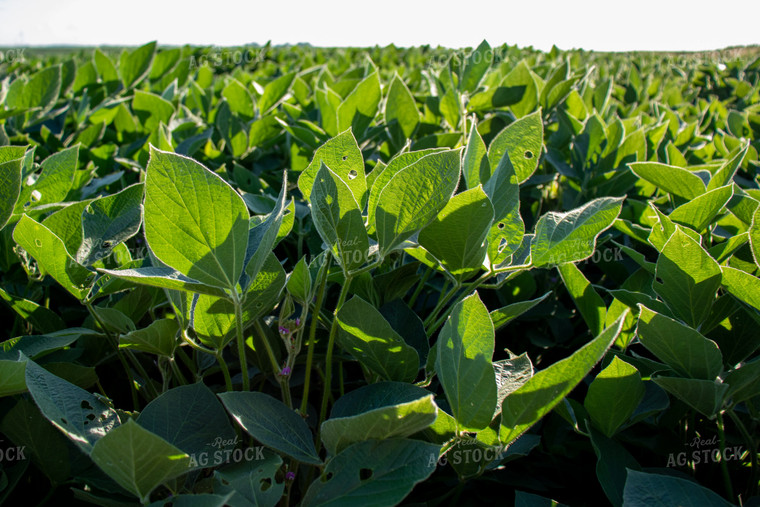 Green Soybeans 67124