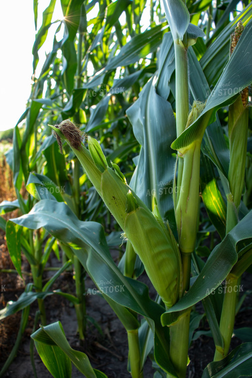 Green Ear of Corn 67126