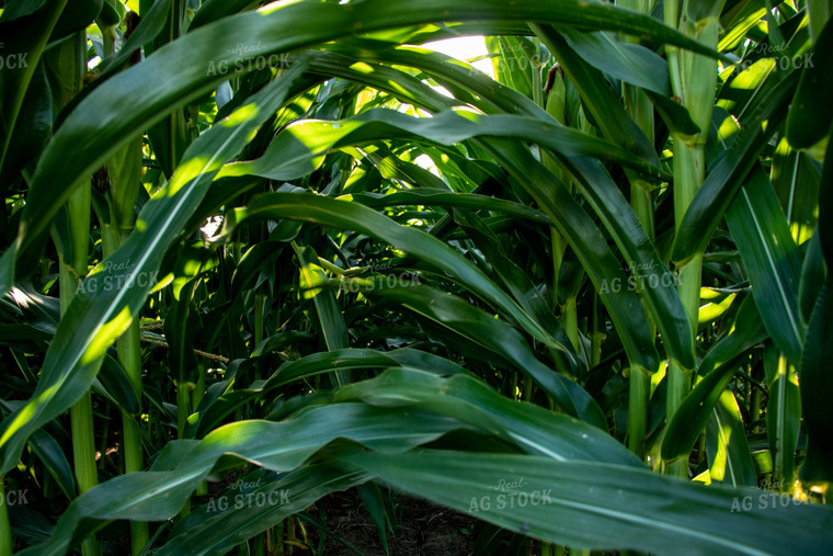 Green Corn Field 67134