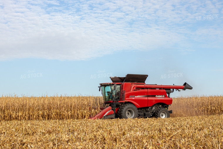 Combine Harvesting Corn 67146