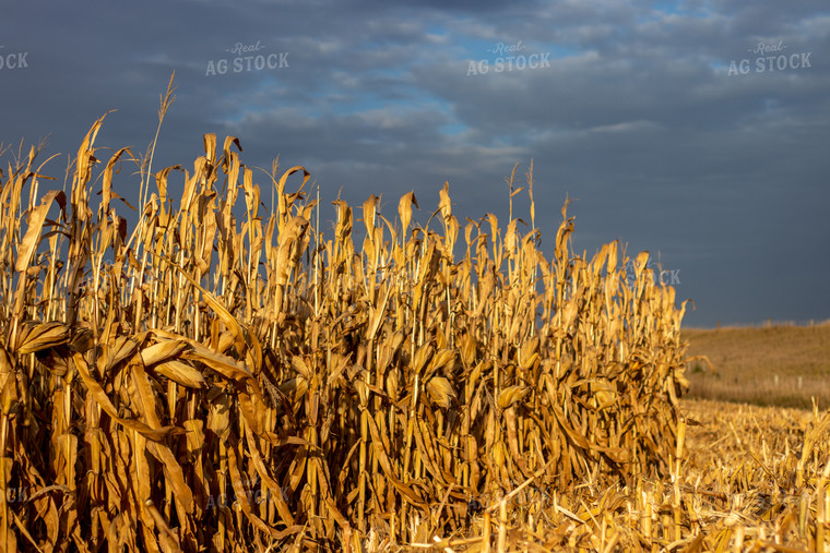 Dried Corn Field 67163