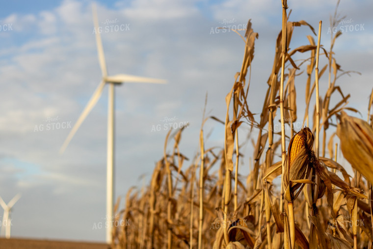 Dried Corn Field 67172