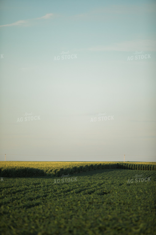 Green Corn and Soybean Field Border 6064