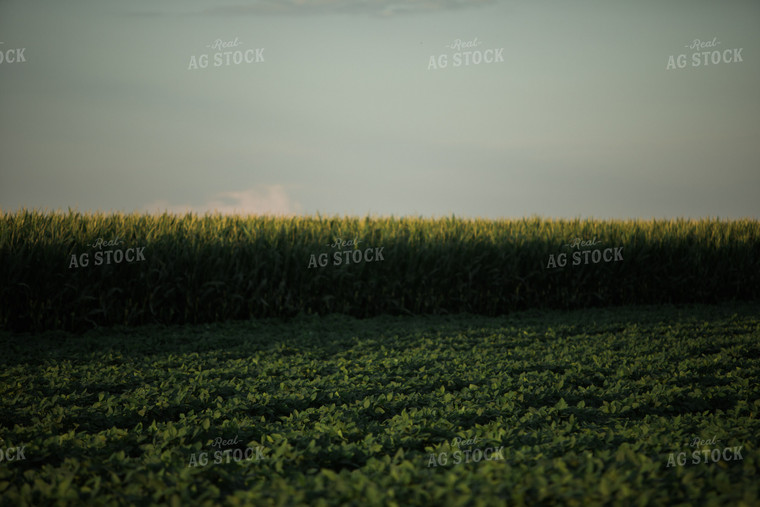 Green Corn and Soybean Field Border 6065