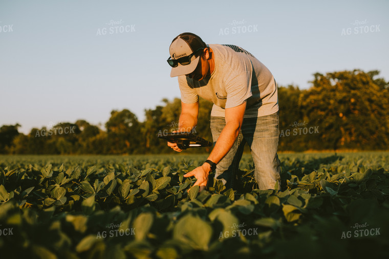 Farmer in Soybean Field with Tablet 6124