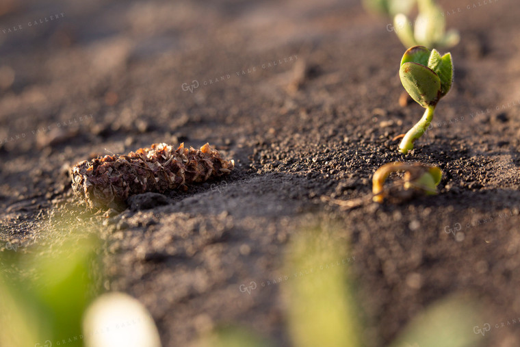 Soybeans - Early Growth 1408