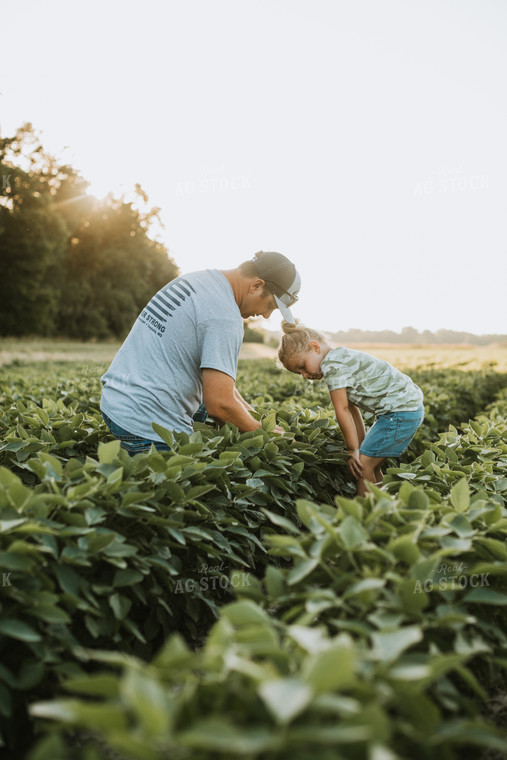 Farmer and Farm Kid Scouting Soybean Field 6267