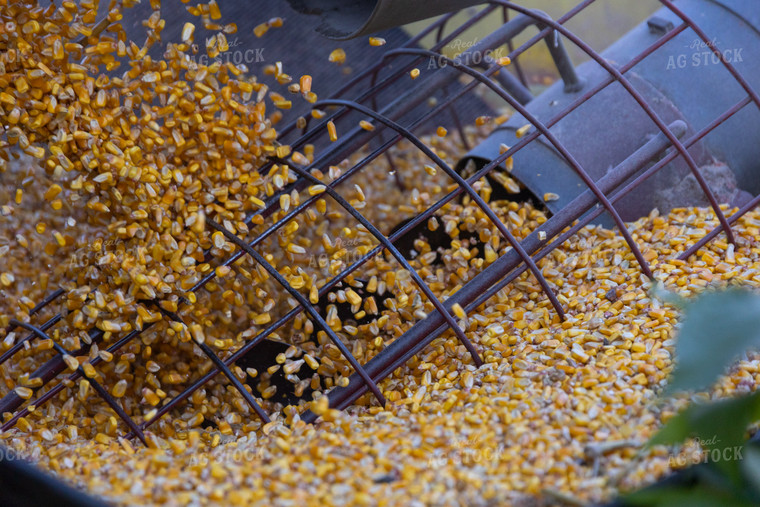 Corn Feeding into Auger 52457