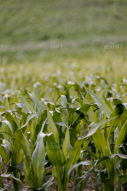 Corn Field at Sunset 52491