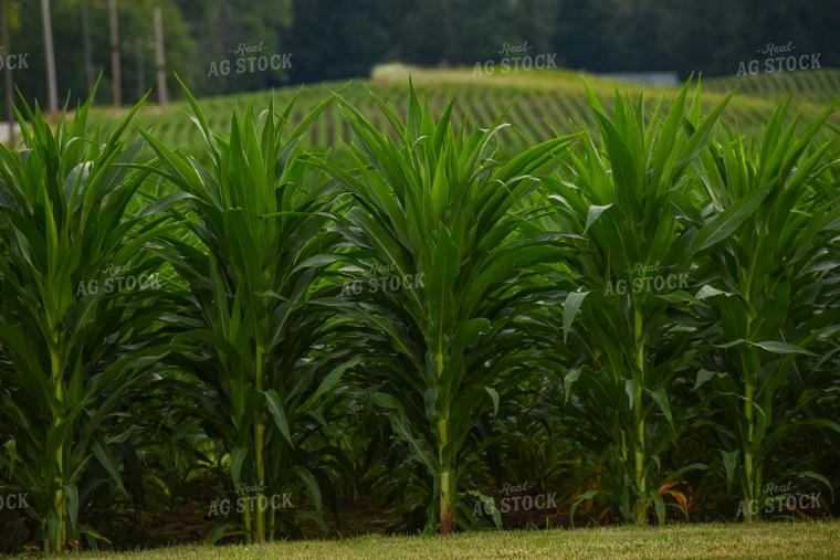 V14 Green Corn Field 84000