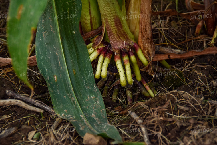 V14 Corn Brace Roots 84003