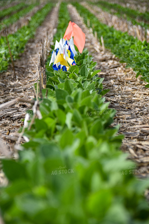 Flags in Soybean Field 84012