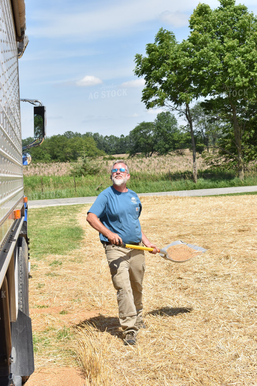 Farmer Shoveling Spilled Wheat 84023