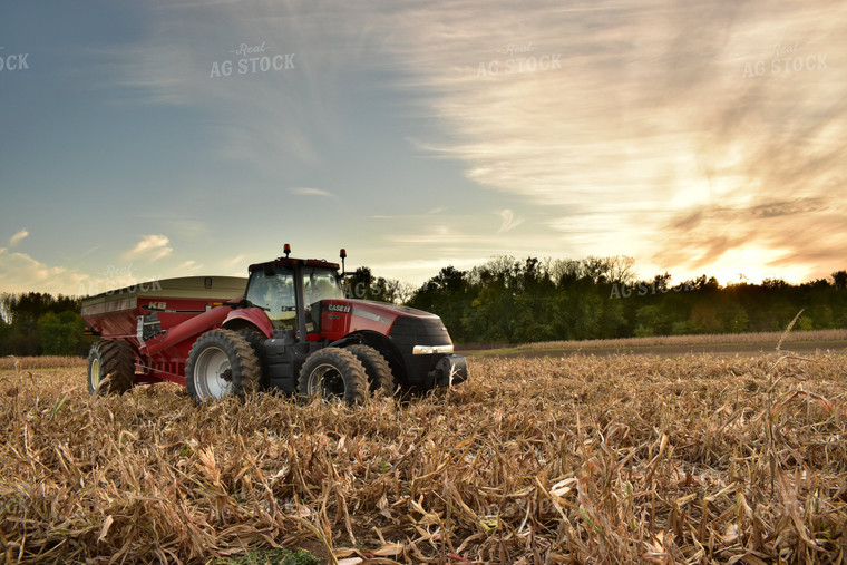 Grain Cart in Corn Field 84048