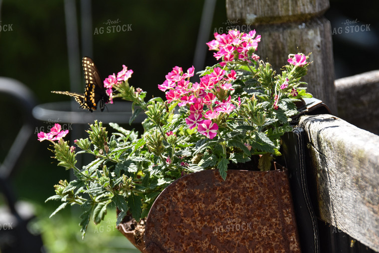 Butterfly on Flower 84066