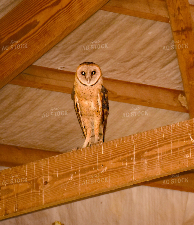 Owl in Barn 84071