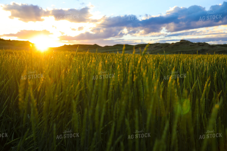 Green Willow Creek Winter Wheat 87011