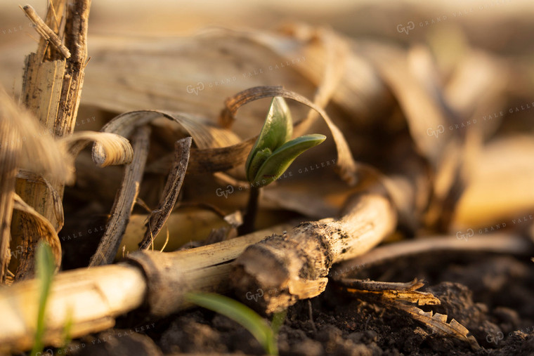 Soybeans - Early Growth 1428