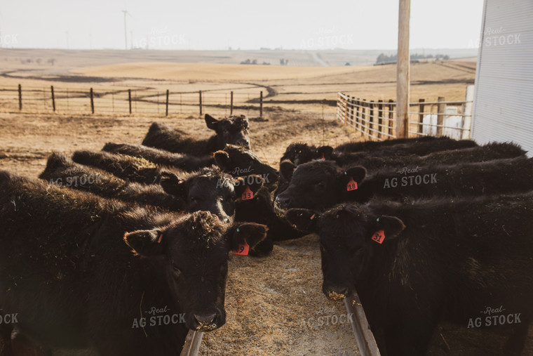 Commercial Black Angus Cattle Eating Out of Feed Trough 67228