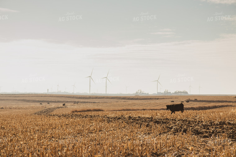 Black Angus Cattle on Corn Stalks 67237