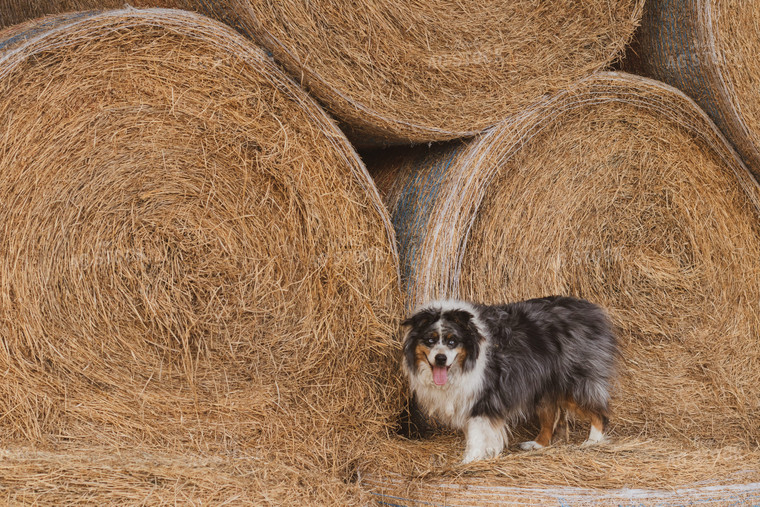 Ranch Dog and Round Hay Bales 67243