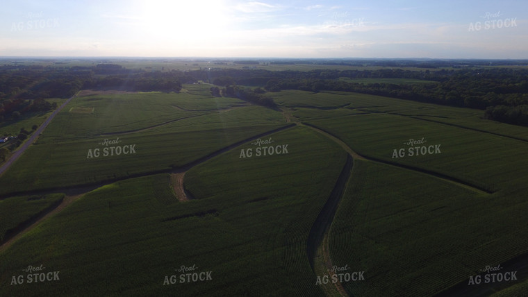 Corn Field Drone 85002