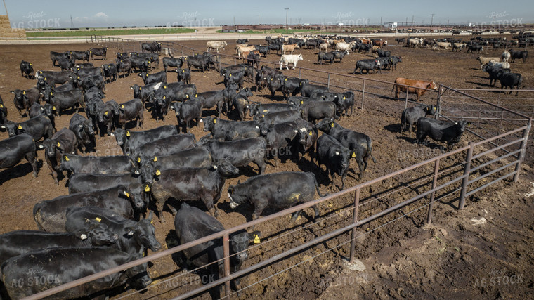 Cattle Feedlot Drone 56447