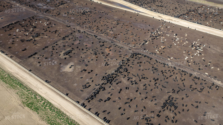 Cattle Feedlot Drone 56452