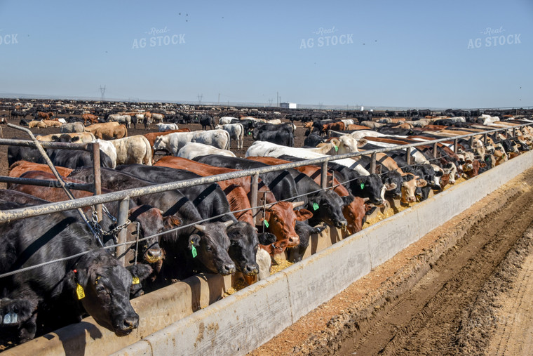 Diverse Cattle Eating From Feed Bunk in Feedlot Pen 56467