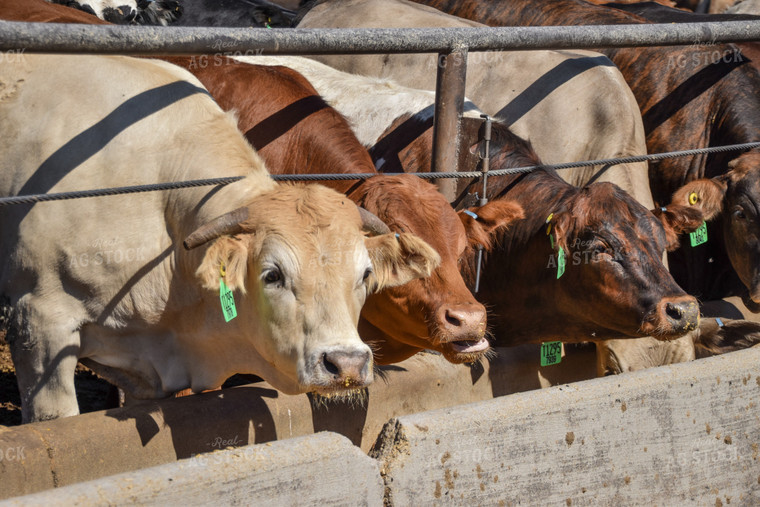 Diverse Cattle Eating From Feed Bunk in Feedlot Pen 56471