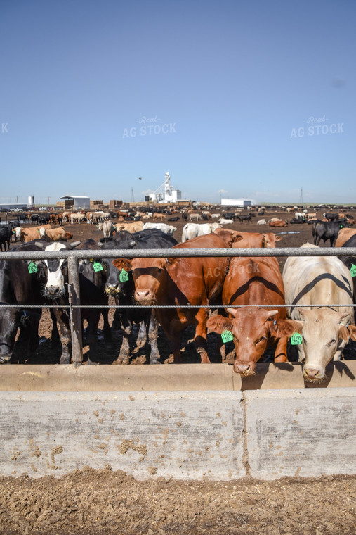 Diverse Cattle Eating From Feed Bunk in Feedlot Pen 56473