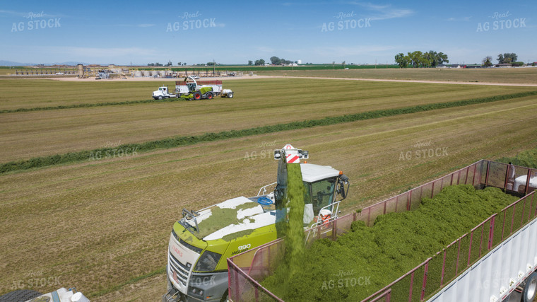 Forage Harvester Chopping Hay 56487