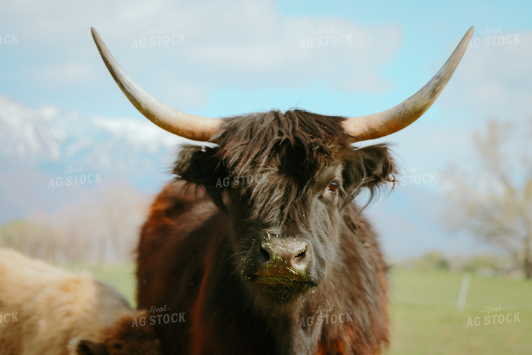 Highland Cattle 83054