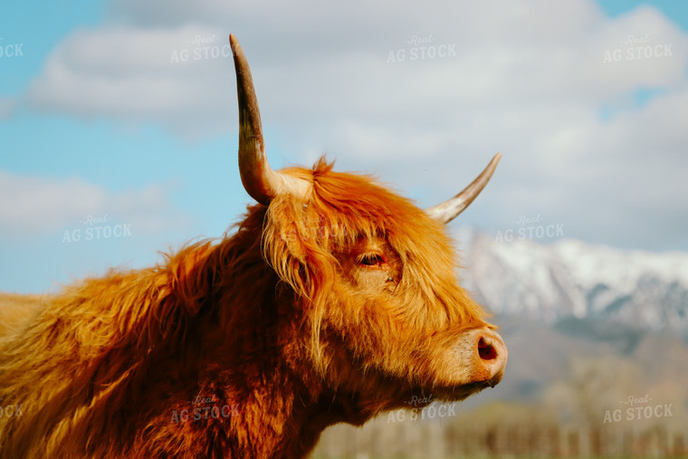 Highland Cattle 83055