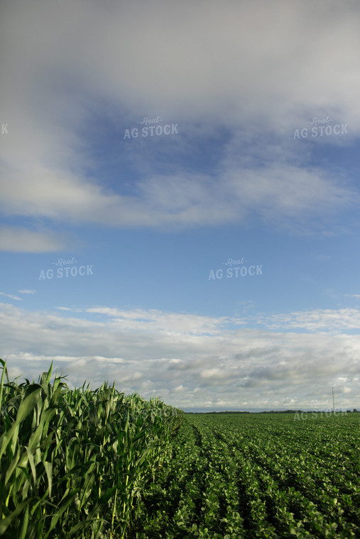 Green Corn and Soybean Field Border 6272