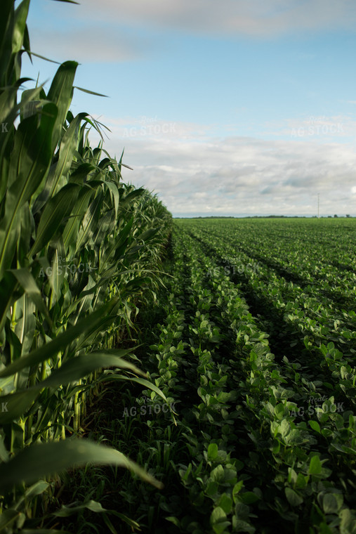 Green Corn and Soybean Field Border 6274