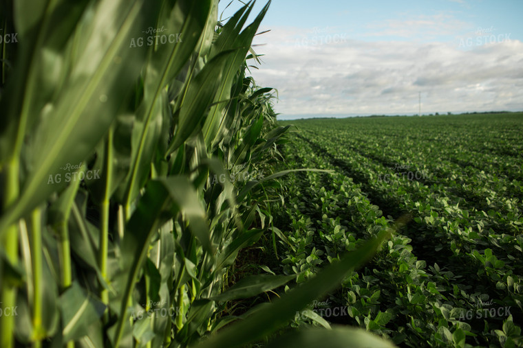 Green Corn and Soybean Field Border 6277