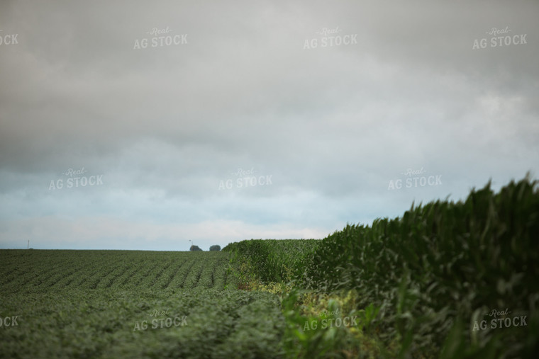 Green Corn and Soybean Field Border 6294
