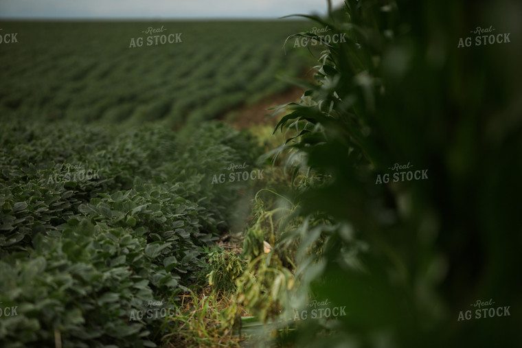 Green Corn and Soybean Field Border 6296