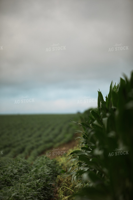 Green Corn and Soybean Field Border 6297