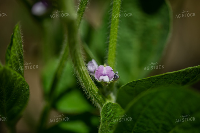 Up Close Soybean Plant With Purple Flowers 76194