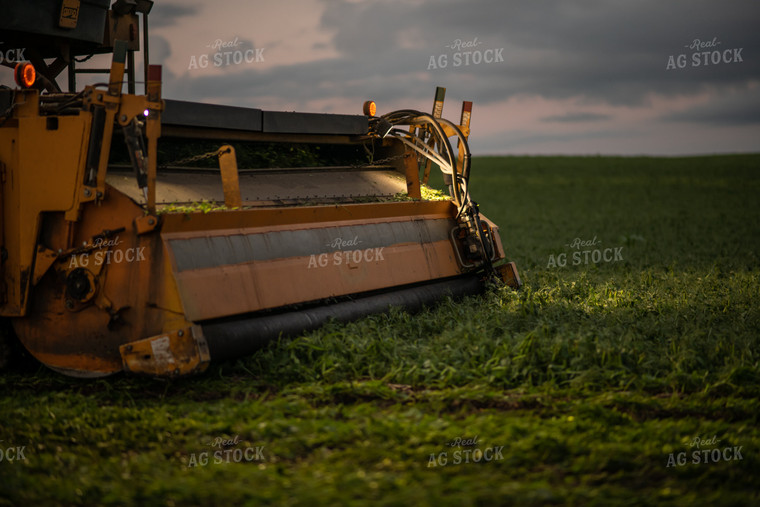 Harvesting Peas 76213