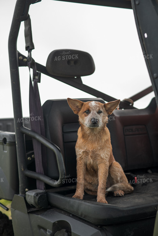 Dog in Seat 76216