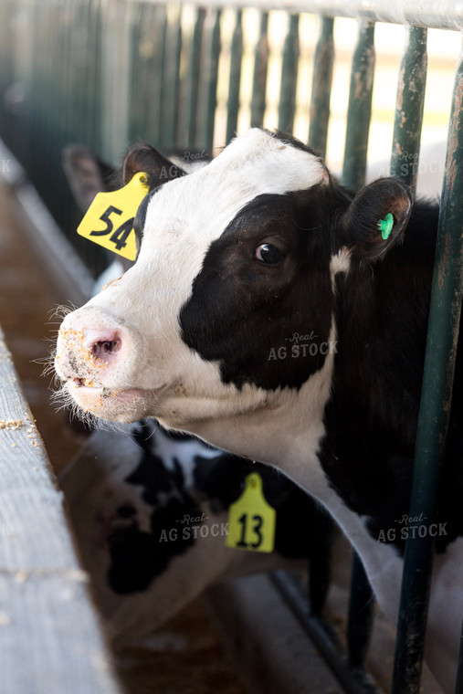Holstein Cow Eating 90002