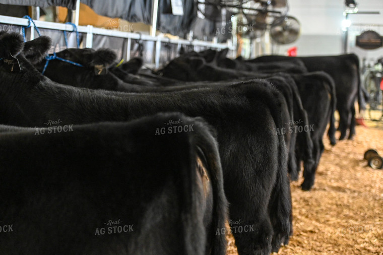 Angus Cattle in Line 90023