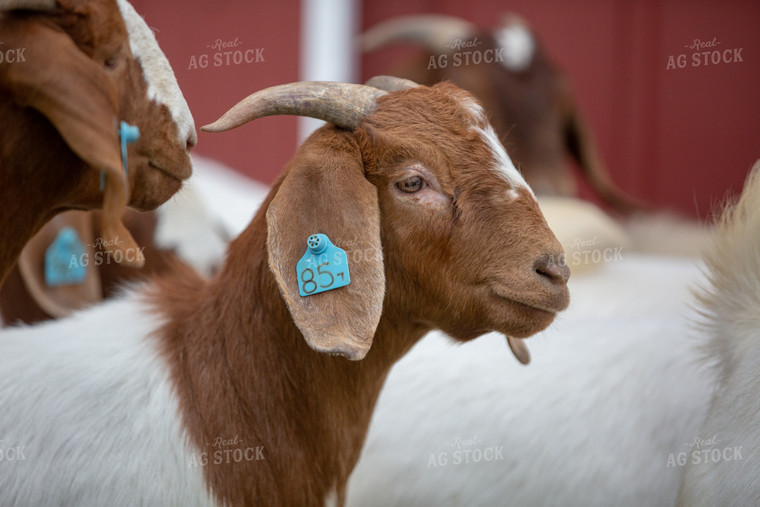 Goats on Farm 90029