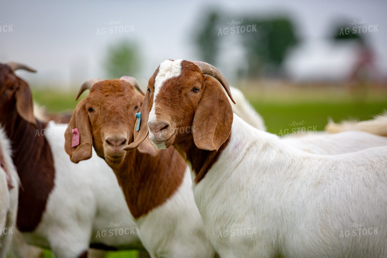 Goats on Farm 90031